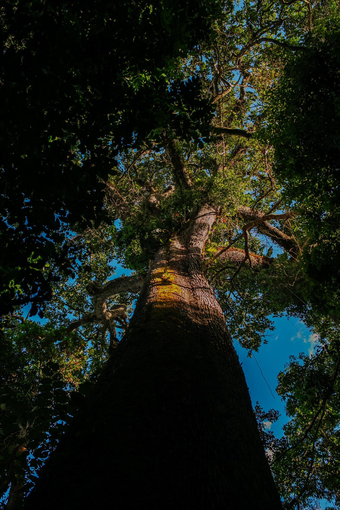 Amazon rainforest tree