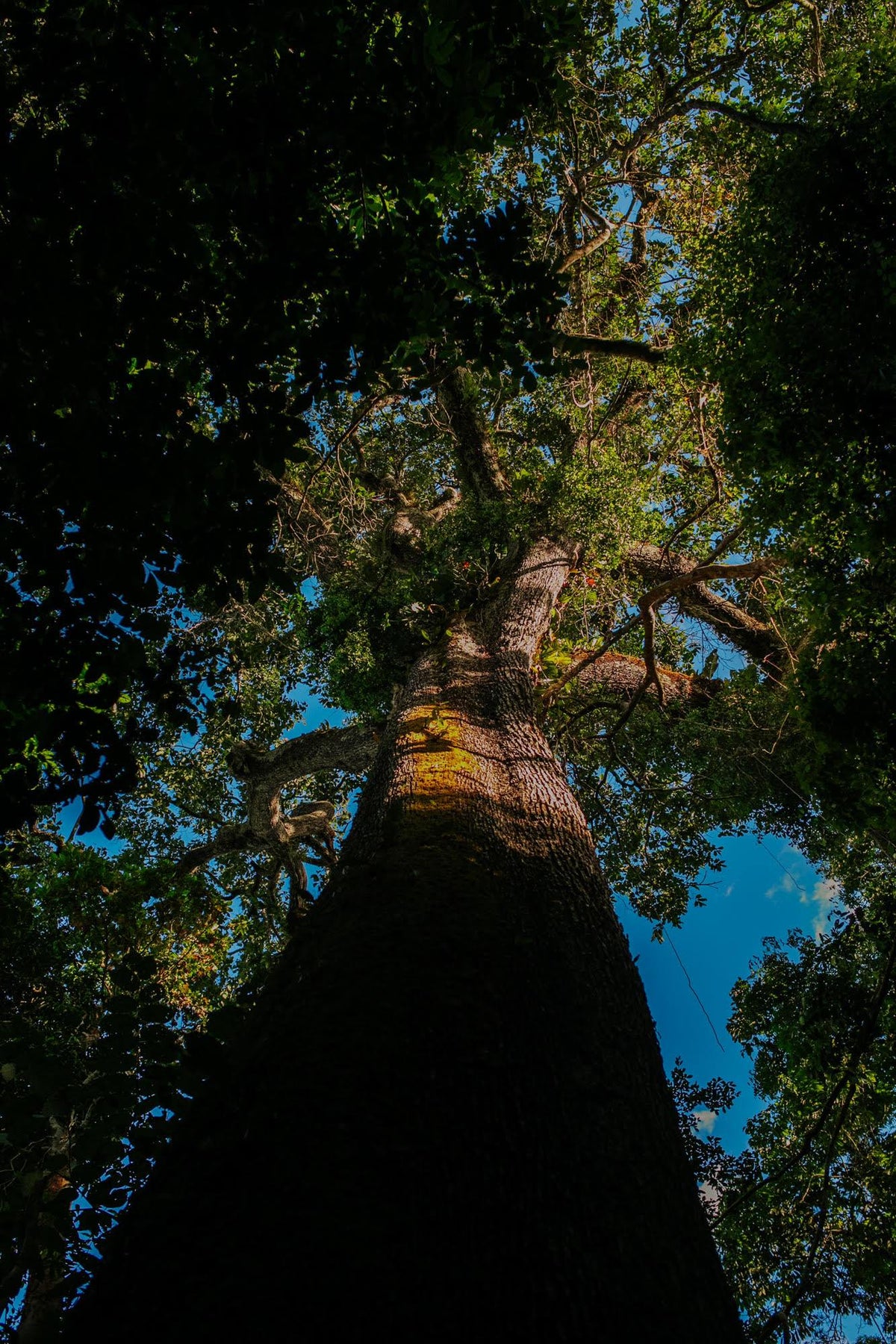 The Amazon is Our Heart - Sol de Janeiro