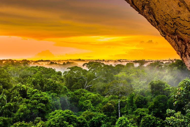 Giving Back To Our Home in the Amazon || Giving Tuesday 2020