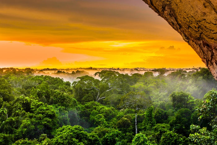 Giving Back To Our Home in the Amazon || Giving Tuesday 2020