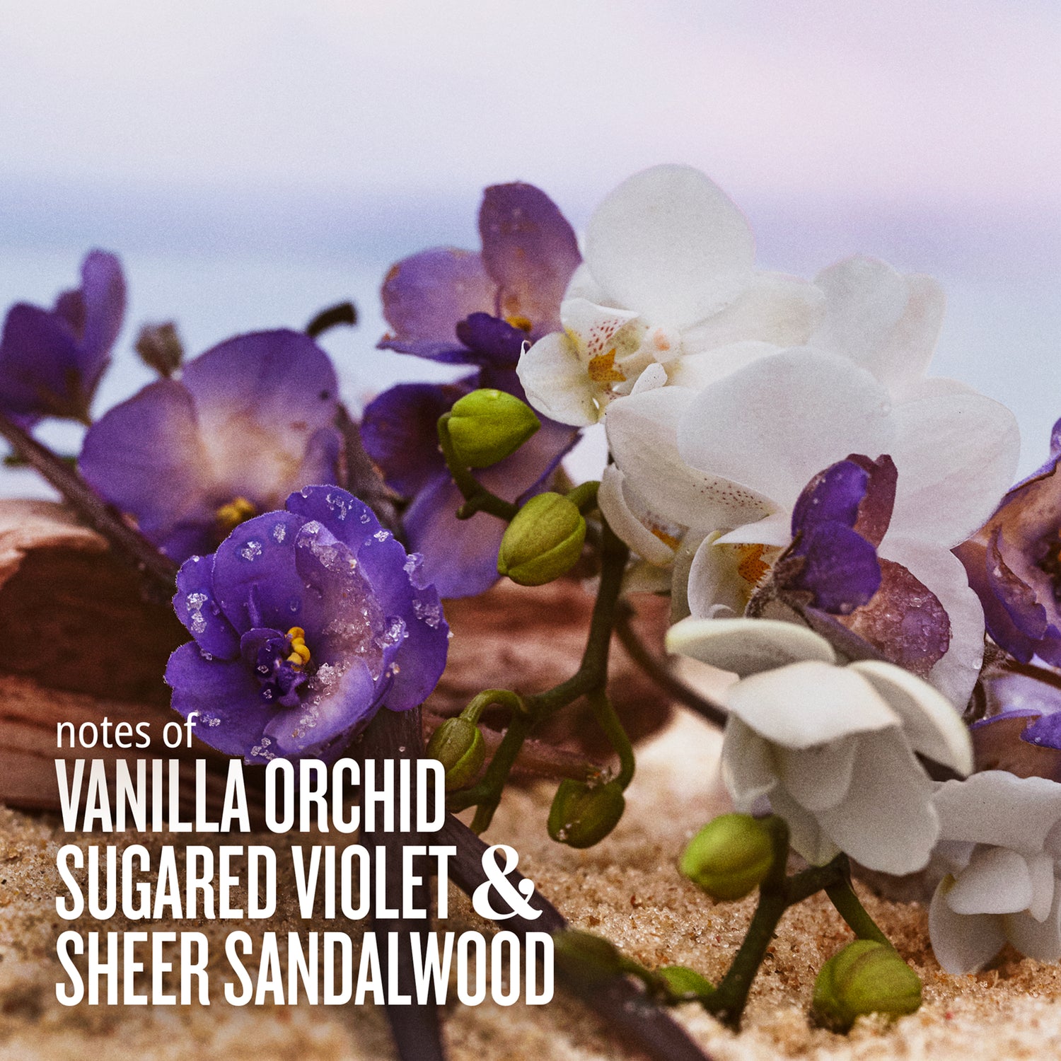 Notes of vanilla orchid, sugared violet &amp; sheer sandalwood