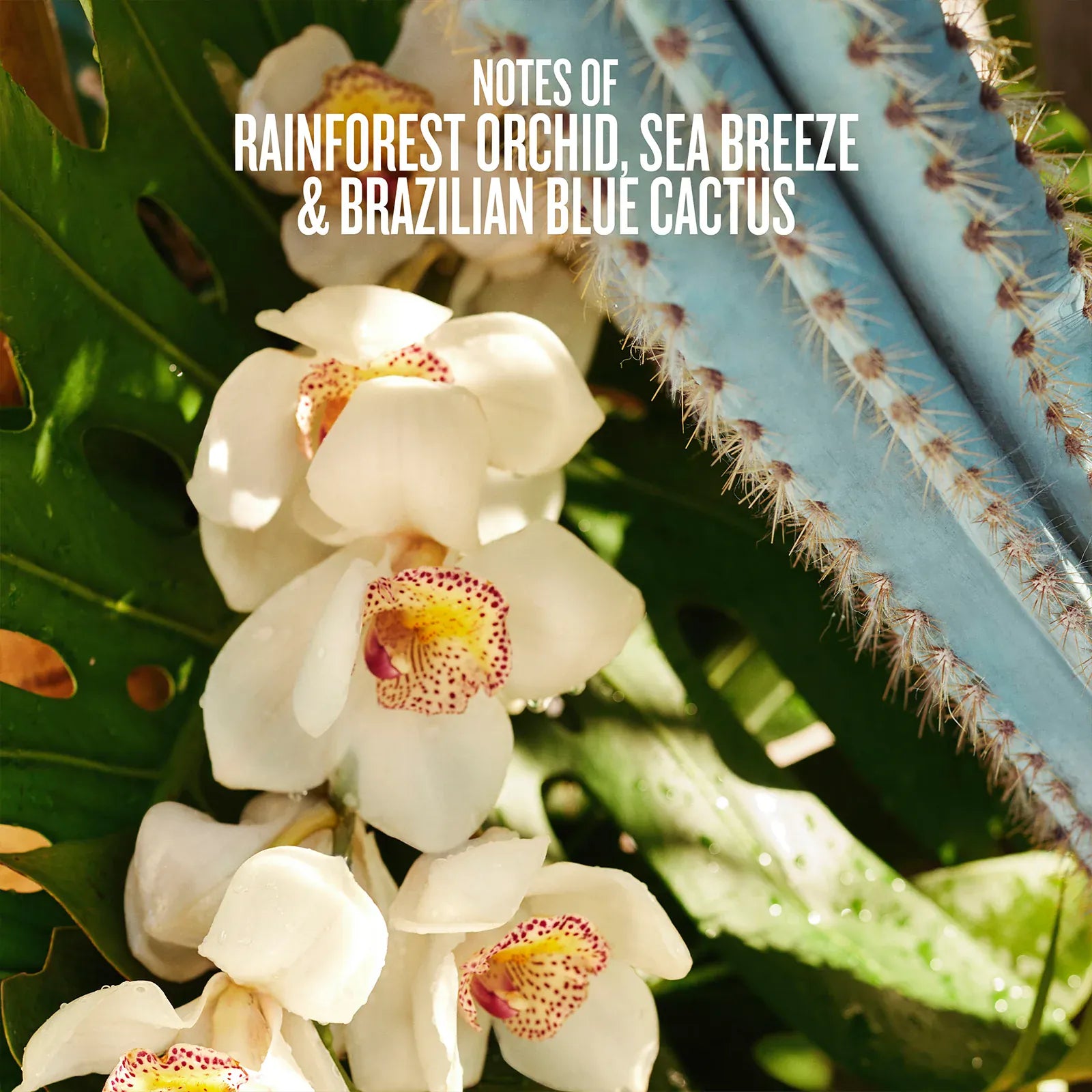 Notes of rainforest orchid, sea breeze and brazilian blue cactus