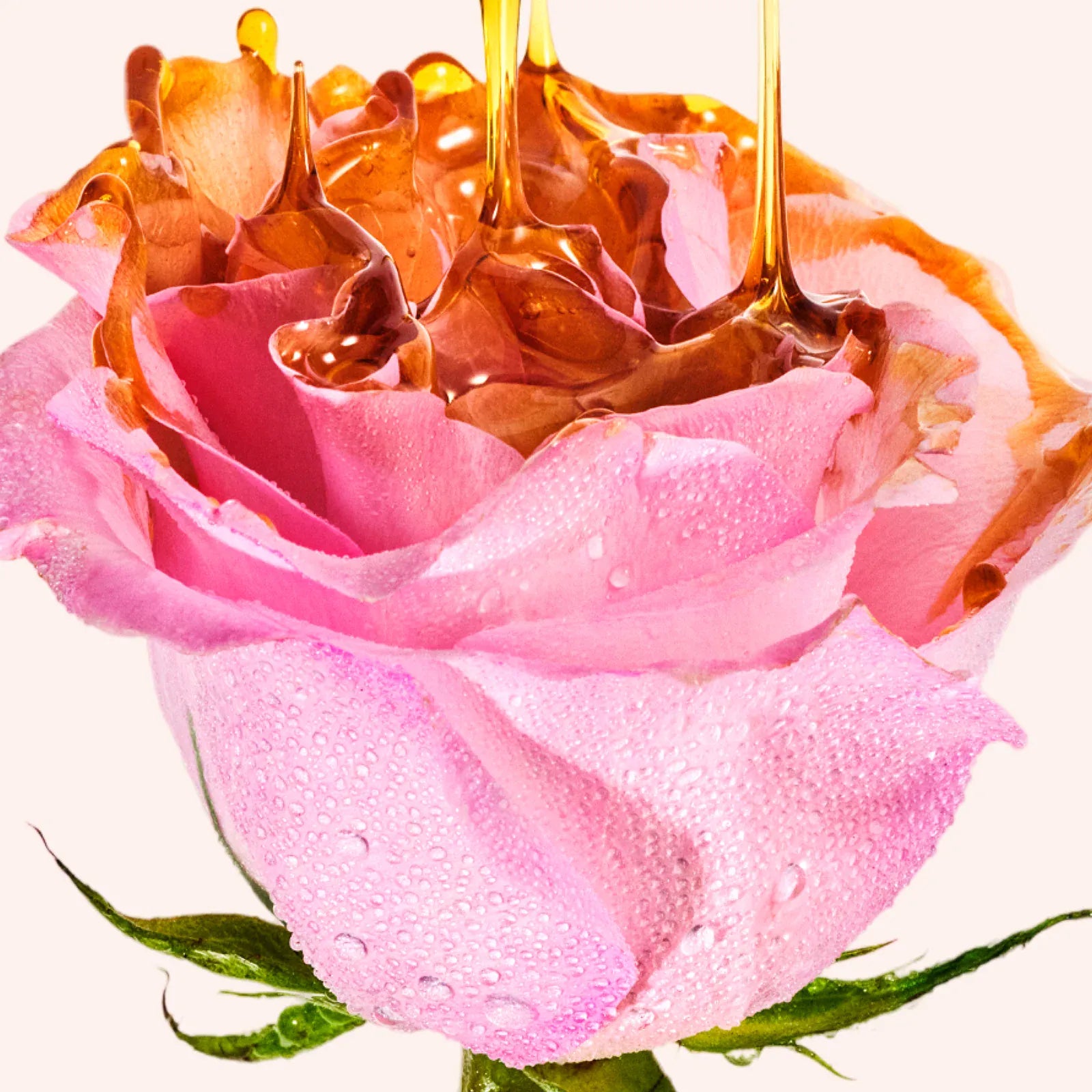 rosa teaser ppage image